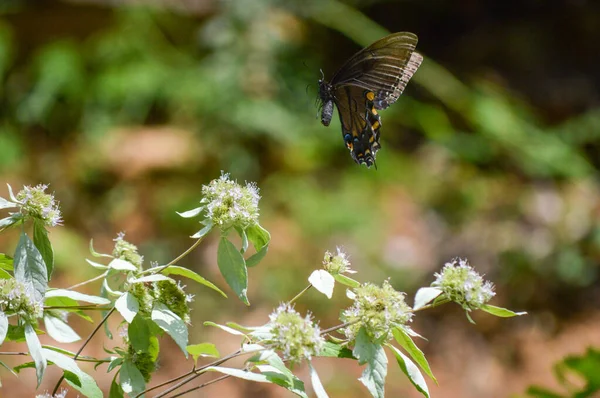Renkli kelebek ormandaki bir kır çiçeğine kondu. — Stok fotoğraf