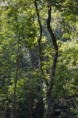 Yoğun yeşil bir ormanda büyüyen uzun ağaçlar.