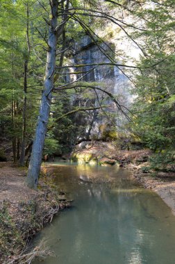 Açık mavi su akıntısı Ormanda akıyor