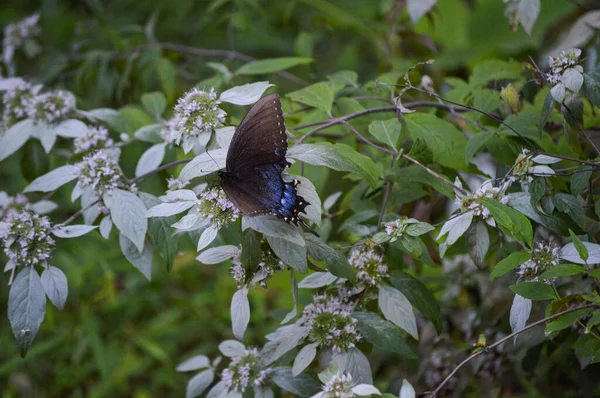 Colorful butterfly landed on a wildflower in the forest — 스톡 사진