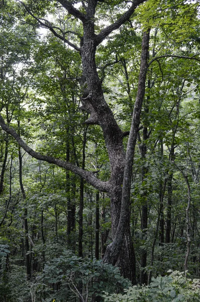 De grands arbres poussant dans une forêt dense — Photo