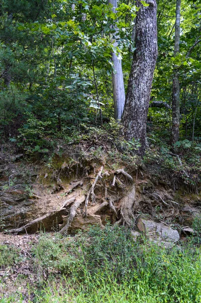 Hoge bomen die opgroeien door een dicht bos — Stockfoto