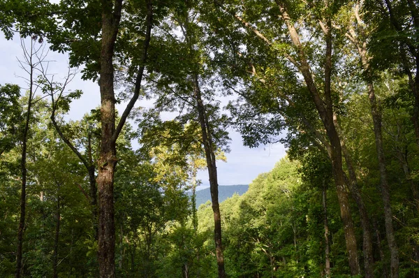 Árvores altas crescendo através de uma floresta densa — Fotografia de Stock