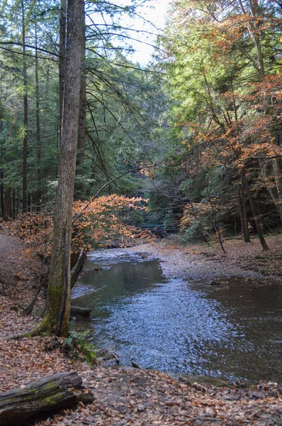 Világos kék patak víz folyik keresztül az erdőben — Stock Fotó