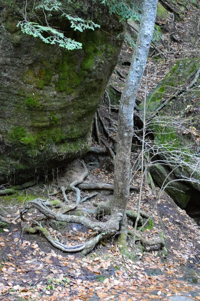 鬱蒼とした森の中で育った背の高い木 — ストック写真