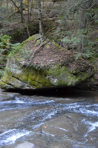 Grote mossige rots waar een boom uit groeit — Stockfoto