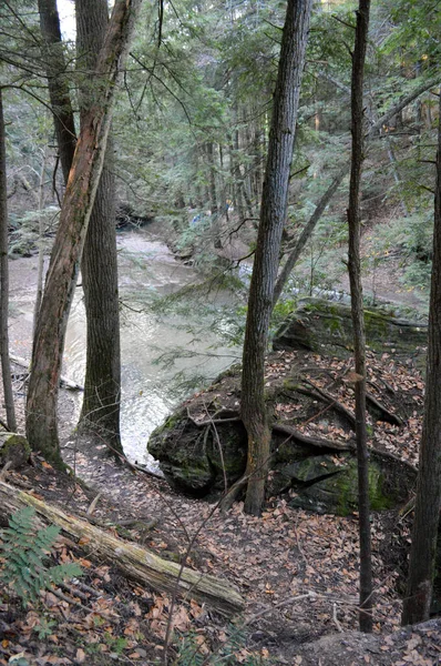 Hohe Bäume wachsen durch einen dichten Wald — Stockfoto