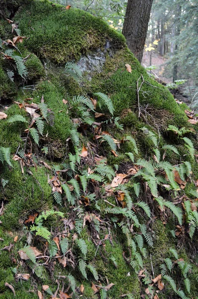 Dichte vegetatie die opgroeit langs een klif — Stockfoto