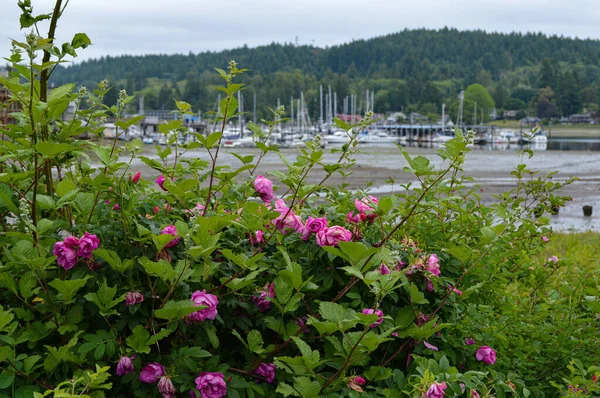 Pink rose bush in full bloom along a harbor — Stock Photo, Image