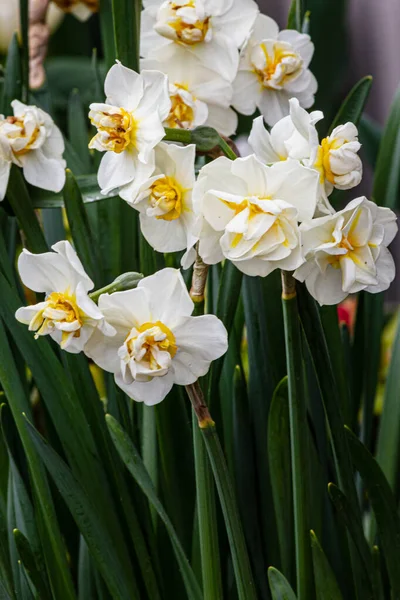 Narciso duplo branco e amarelo crescendo no jardim com caules — Fotografia de Stock