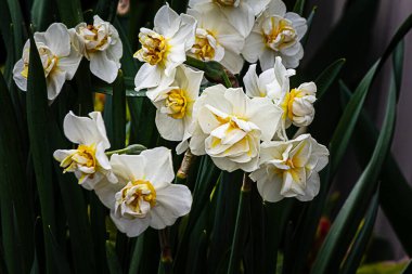 Beyaz ve sarı çifte narsisli, saplı bahçede büyüyen.