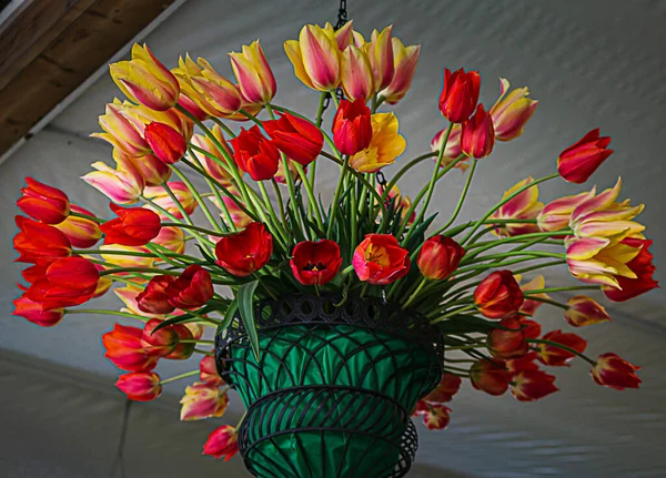 Wiszący kuty kosz żelaza wypełniony pomarańczowymi, brzoskwiniowymi i żółtymi tulipanami — Zdjęcie stockowe