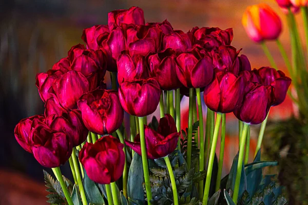 Ramo de vivos tulipanes rojos y borgoña sobre tallos verdes brillantes — Foto de Stock