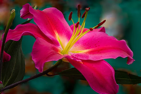 Vivid pink lilly with white center and yellow stamens — Stock Photo, Image