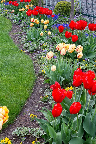 Red tulips planted with yellow and red stripped tulips, grape hyacinth, — Stock Photo, Image