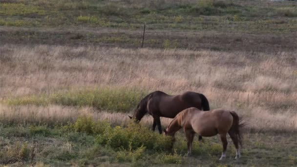En lantgård i skymningen med olika roaminghästar — Stockvideo