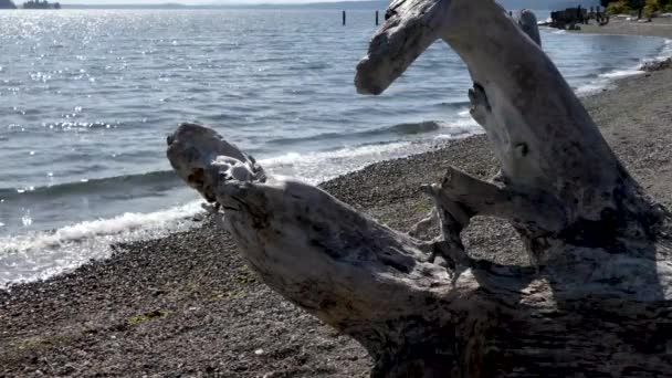 자갈 해변에 산재해 있는 나무와 해초 — 비디오