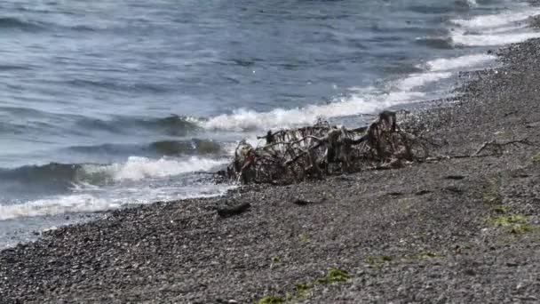Drijfhout en zeewier verspreid over een kiezelstrand — Stockvideo