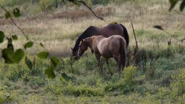 Een landelijke ranch in de schemering met verschillende zwervende paarden — Stockvideo