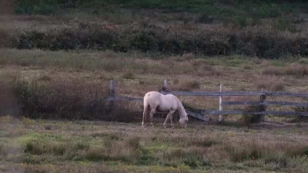 En ranch på landet i skumringen med forskellige roamingheste – Stock-video