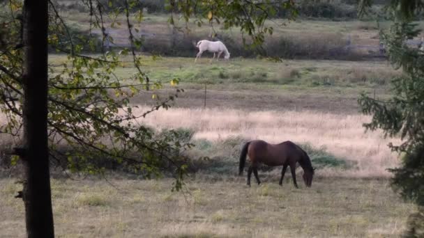 Um rancho rural ao entardecer com vários cavalos itinerantes — Vídeo de Stock