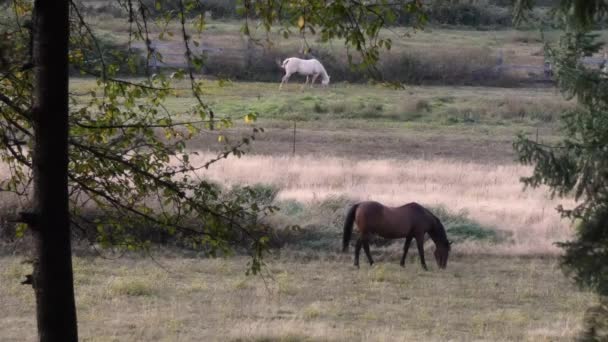 Un rancho rural al atardecer con varios caballos errantes — Vídeo de stock