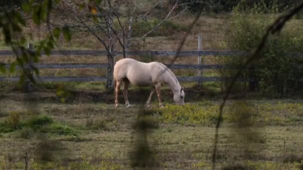 Un rancho rural al atardecer con varios caballos errantes — Vídeo de stock