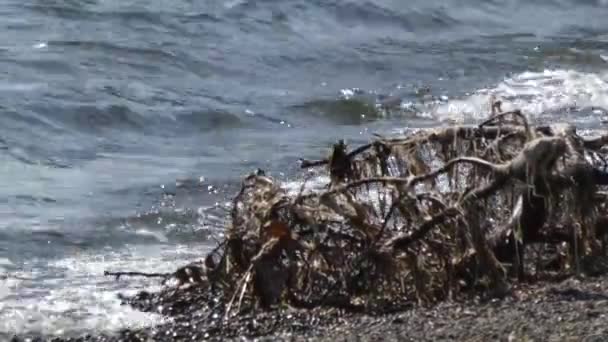 Madera de deriva y algas esparcidas por una playa de grava — Vídeo de stock