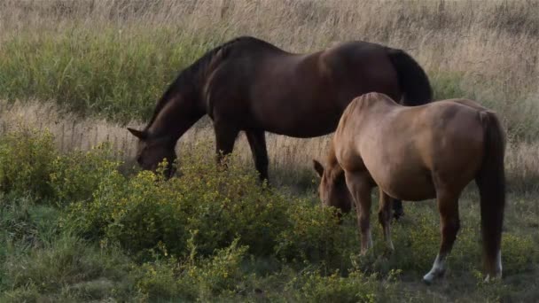 En lantgård i skymningen med olika roaminghästar — Stockvideo