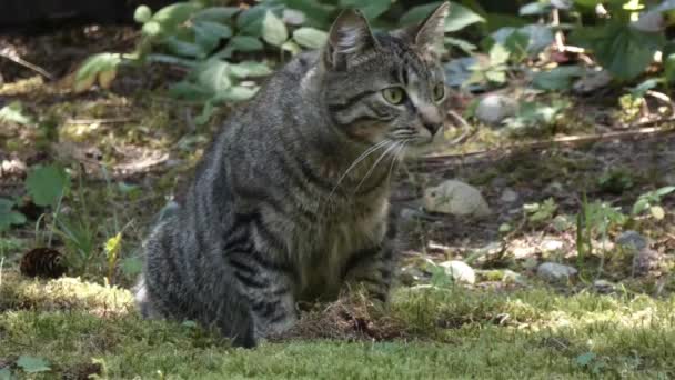 Junge graue Katze sitzt und beobachtet ihre Umgebung — Stockvideo