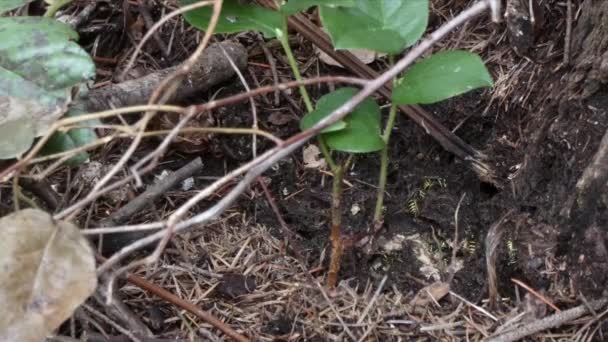 Nido activo de avispas lleno de avispas bajo las raíces de un árbol — Vídeo de stock