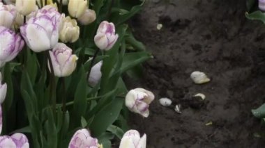 Yağmurlu bir çiftlikte büyüyen parlak beyaz laleler.