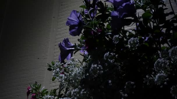 Flower garden artificially lit up late at night — Stock Video