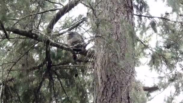 Piccolo procione peloso arroccato su un pino che guarda in basso — Video Stock