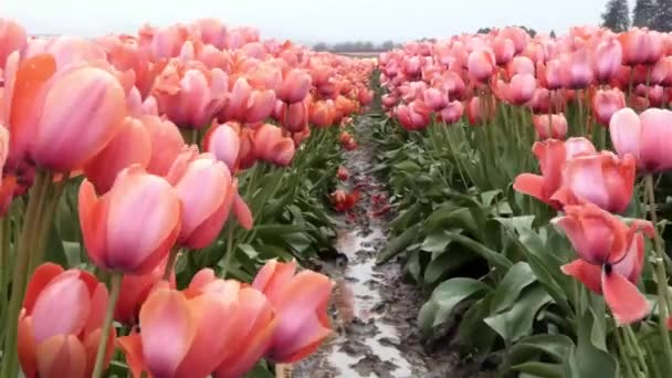 Många ljusrosa tulpaner med ett mellanrum — Stockvideo