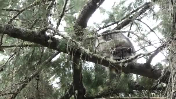 Μικρό τριχωτό ρακούν σκαρφαλωμένο σε ένα πεύκο κοιτώντας προς τα κάτω — Αρχείο Βίντεο