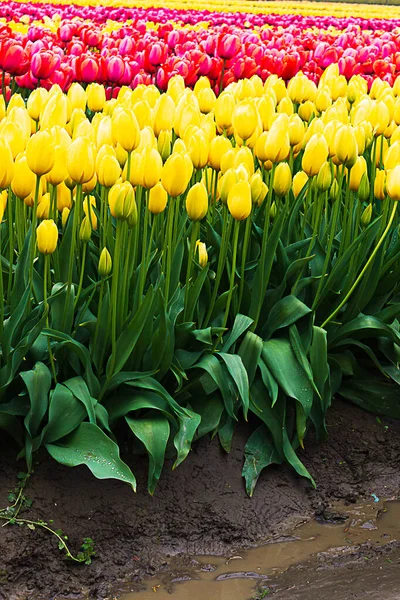 Жовті і червоні тюльпани в смугах різноманітних тюльпанів культивуються — стокове фото