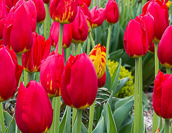 Leuchtend rote Tulpen blühen und Knospen wachsen im Sonnenlicht des Gartens — Stockfoto