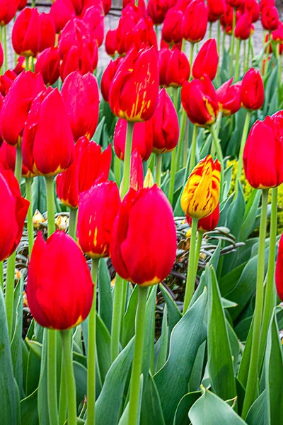 Leuchtend rote Tulpen blühen und Knospen wachsen im Sonnenlicht des Gartens — Stockfoto