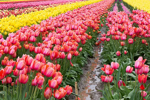 Tulipani arancioni e gialli piantati in filari nell'azienda agricola di propagazione — Foto Stock