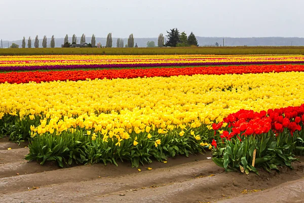 Campi di tulipani in terreni agricoli con strisce di tulipani gialli e rossi — Foto Stock