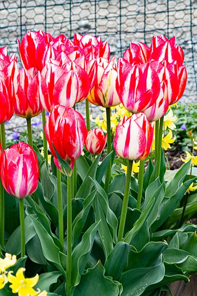 Rot-weiß gestreifte Tulpe mit gelben Lilien bepflanzt — Stockfoto