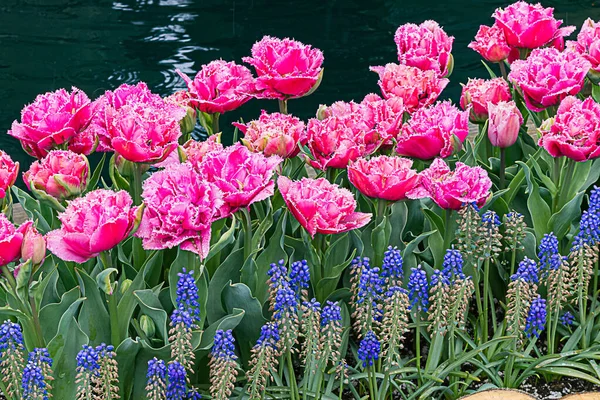 Tulipes dentées à la scie rose chaude avec bords blancs et jacinthes bleues — Photo