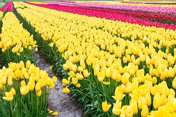 Жовті тюльпани, з червоними, білими, рожевими, рядками, що вирощують розмножувальну ферму — стокове фото