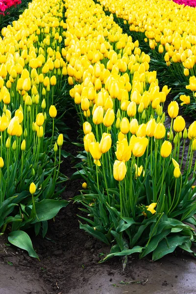 Hohe leuchtend gelbe Tulpen reihenweise auf dem Hof gepflanzt — Stockfoto
