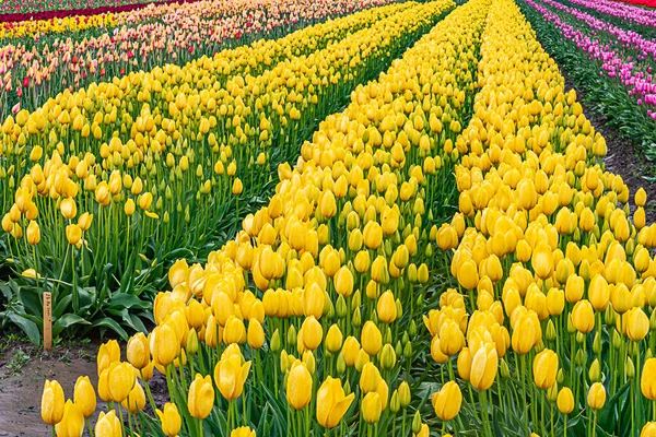 Żółty tulipan z różowymi tulipanami posadzonymi w rzędach z malejącymi kolorami rzędów w oddali — Zdjęcie stockowe