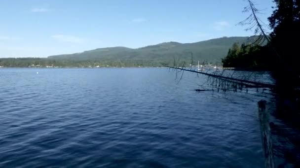 Pine tree forest covering the coastline of the puget sound — Stock Video