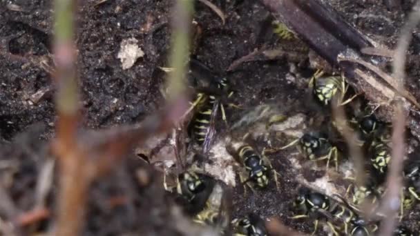 Active wasp nest full of wasps under the roots of a tree Royalty Free Stock Footage