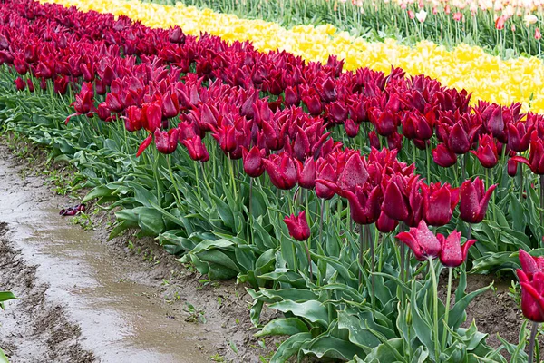 Weinrote und rote Tulpen in einer Reihe mit gelben und bunten Tulpenreihen — Stockfoto