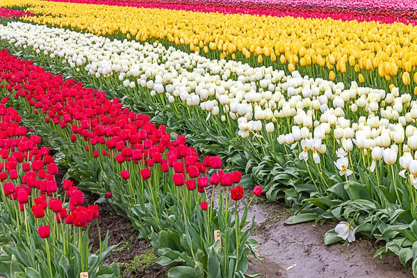 Rote, weiße und gelbe Tulpen gepflanzt auf Feldern mit farbigen Tulpenstreifen — Stockfoto